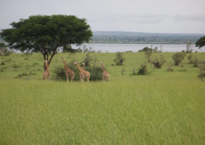 Safari wildlife is not too far away