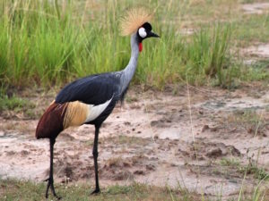 The Crested Crane is the national bird of Uganda and features on the flag
